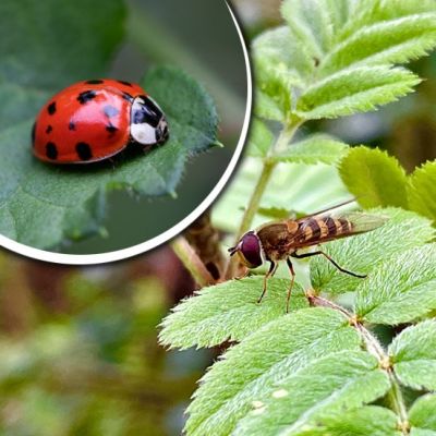  
Am 02. Juni, den Tag des Nützlings, erhaltet ihr in den Gartenbaubetrieben viele interessante Informationen über Nützlinge, ihren Lebensraum, welche Schädlinge...